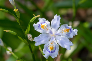 変わった模様の花