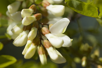 Fototapeta premium Acacia Blossom. White acacia blossom and leaves
