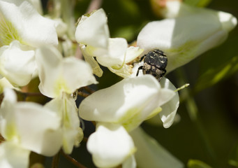 close up of bug on bud of acacia bloom