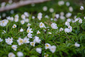 large field of snowdrops flowers in spring green meadow in forest