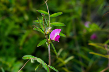 close up of natural weeds growing on the bank of a river with blurred background.