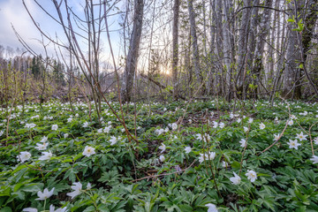 large field of snowdrops flowers in spring green meadow in forest