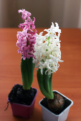 Pink and white hyacinths in pots.