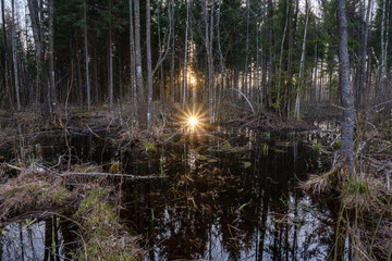 dark sun reflection in dirty pond water near forest