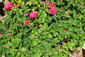 Rosal trepador de flores rosas con hojas verdes de primavera