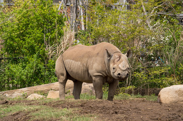 Fototapeta premium 辺りを伺うシロサイ