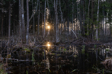 Fototapeta na wymiar dark sun reflection in dirty pond water near forest