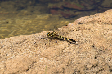 水辺にとまるトンボ