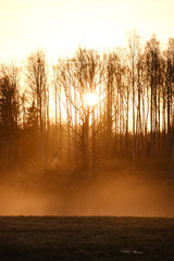 large oak tree in open field in sunset with sun behind it