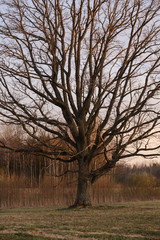 Obraz premium large oak tree in open field in sunset with sun behind it