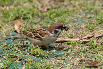 虫を食べるスズメ