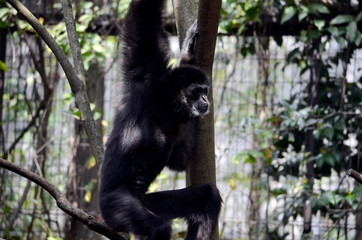 シロテテナガザル