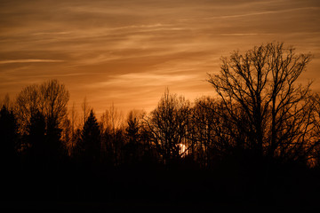large oak tree in open field in sunset with sun behind it