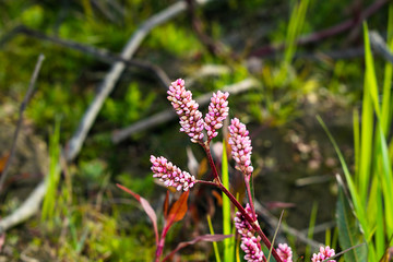 close up of natural weeds growing on the bank of a river with blurred background.