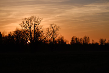 Fototapeta na wymiar large oak tree in open field in sunset with sun behind it