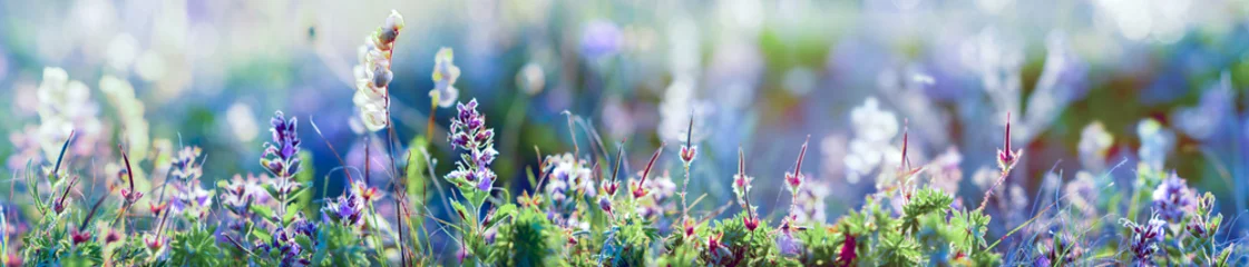 Foto op Plexiglas wilde bloemen en grasclose-up, horizontale panoramafoto © tankist276