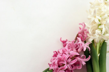 Bouquet of pink and white hyacinth on white background. Mock up with flowers