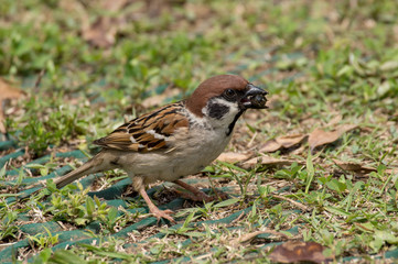 ごはん（スズメ）