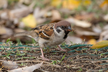 餌を探すスズメ