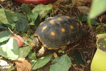 little turtle eating hibiscus leaves