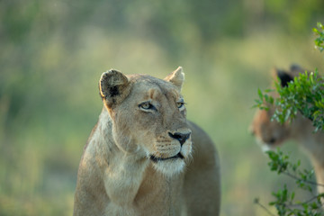 A pride of lions hunting. The tactile bonds between sisters and cubs is noticeable here.