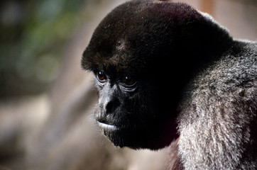 ハイイロウーリーモンキー