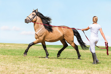 Woman lunging a horse