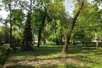 Obraz premium path in the park