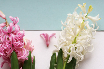 Bouquet of pink and white hyacinths on white and blue background. Mock up with flowers