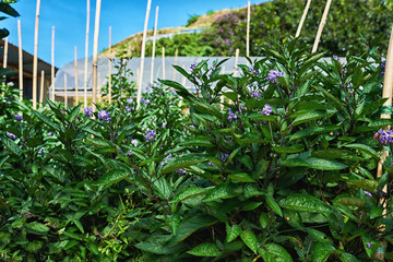 Organic eggplant farm. Travel to natural places. Outdoor recreation. Landscapes on the road. Background image.