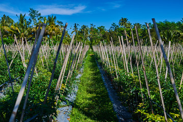 Plantations of pepper grow in the field. Vegetable rows. Farming, agriculture. Landscape with agricultural land.