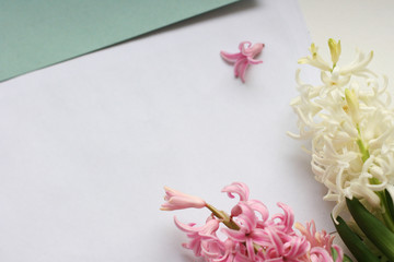 Bouquet of pink and white hyacinth on white background. Mock up with flowers