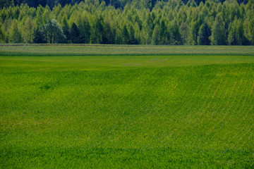 fresh green agriculture fields in spring time