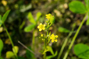 close up of natural weeds growing on the bank of a river with blurred background.