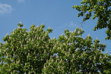 Fototapeta premium green leaves and blue sky