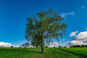 Fototapeta na wymiar The path in the green fields with some trees and a blue sky with few clouds