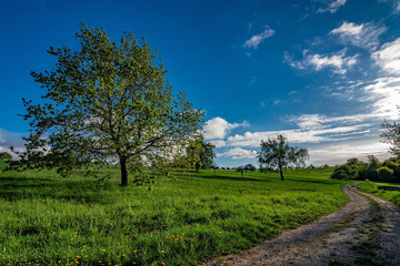 The path in the green fields with some trees and a blue sky with few clouds