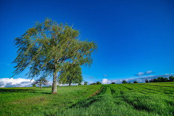 The path in the green fields with some trees and a blue sky with few clouds