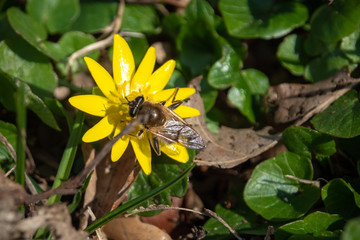 Fototapeta premium Biene auf einer gelben Blüte