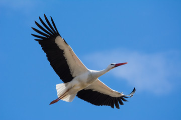 Storch im Flug