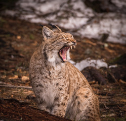 Luchs beim Gähnen