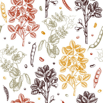 Agricultural legume plants background. Gluten free food seamless pattern. Vector vegetables drawing in engraved style. Hand drawn healthy products design. Great for packaging, menu, label, wrapping. 