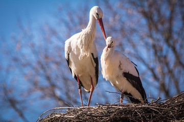 St&ouml;rche in Liebe