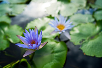 Beautiful water lily or lotus flower with green leaf in pond. Nature background. Lotus flower in...