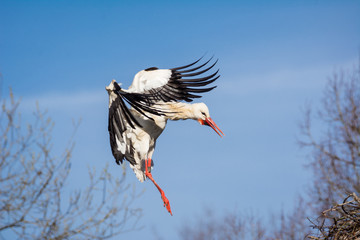 Storch im Flug