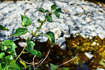 Closeup of leafy branch by stream in Patterdale, Lake District, England, UK -Image