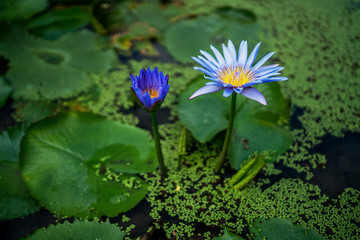 Beautiful water lily or lotus flower with green leaf in pond. Nature background. Lotus flower in...