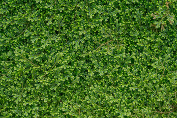 Green mossy grass texture
