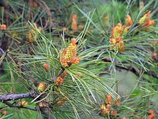 pine bud future bumps