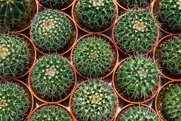 Fototapeta premium Collection of cactus plants in pots. Small ornamental plant. Selective focus, top-view shot. Cactus plant pattern. Natural background. Green texture background.